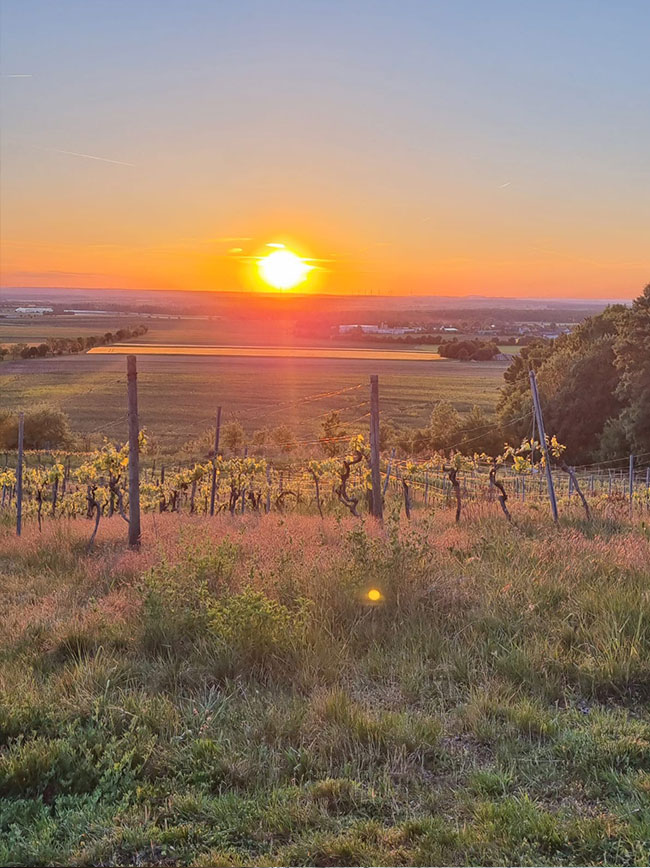 weinarcher21_naturweine_bio_4