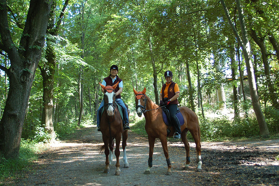 Reitkurs für Erwachsene