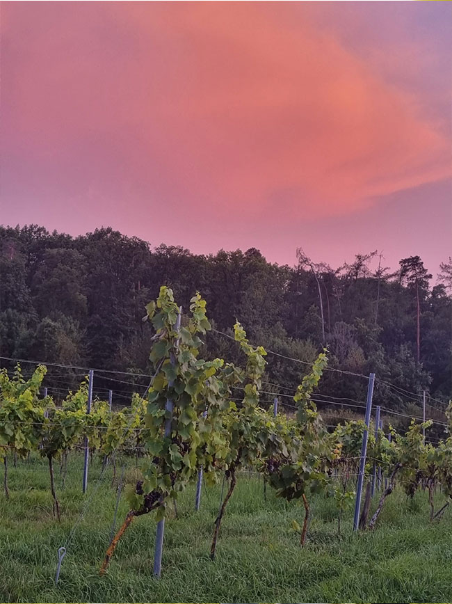 weinarcher21_naturweine_bio_neu_3